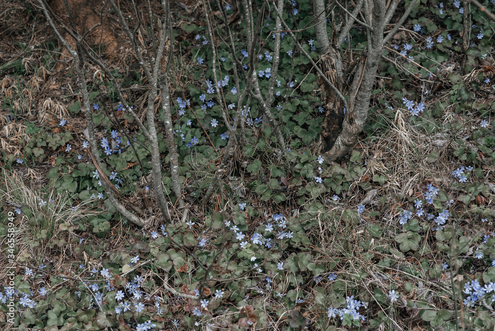 Fototapeta premium .small blue flowers in a forest on earth
