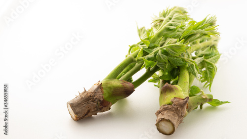 Japanese angelica tree shoot on white background  photo