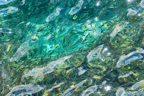 青く澄んだ海の表面 魚の群れ