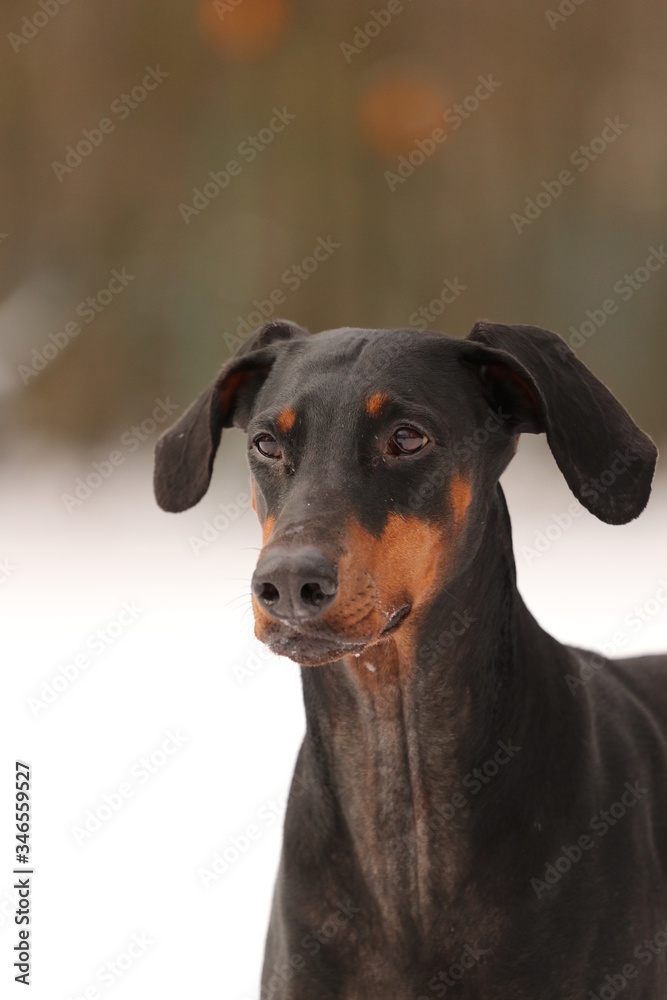 Dobermann im Schnee