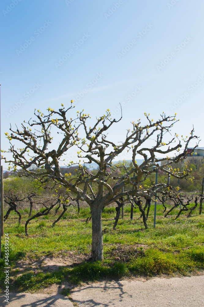 Big tree and vine grapes trees with sun landscape in spring time. Big tree and vine grapes trees with sun landscape in spring time.