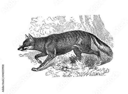 Photos Illustration of a Brazilian Fox in popular encyclopedia from 1890