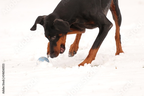 Dobermann im Schnee