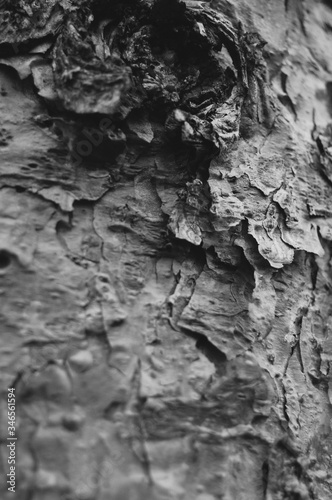 tree bark texture