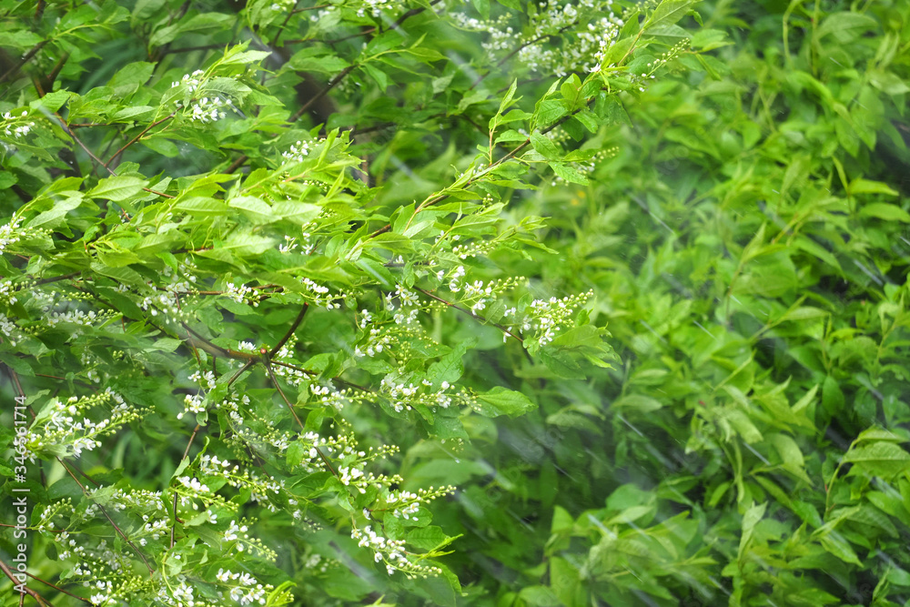 Thunderstorm with heavy hail and sleet showers in summer. Natural cataclysm. Rain with snow. Flowering bird cherry in a hurricane, Prunus padus Thunderstorm with heavy hail and sleet showers in summer. Natural cataclysm. Rain with snow. Flowering bird cherry in a hurricane, Prunus padus