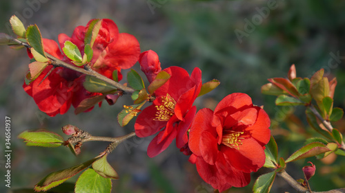 Bright red flowers on a branch of the Japanese quince on a blurry green background  in the spring garden. Chaenomeles of variety Nicoline close-up © steadb