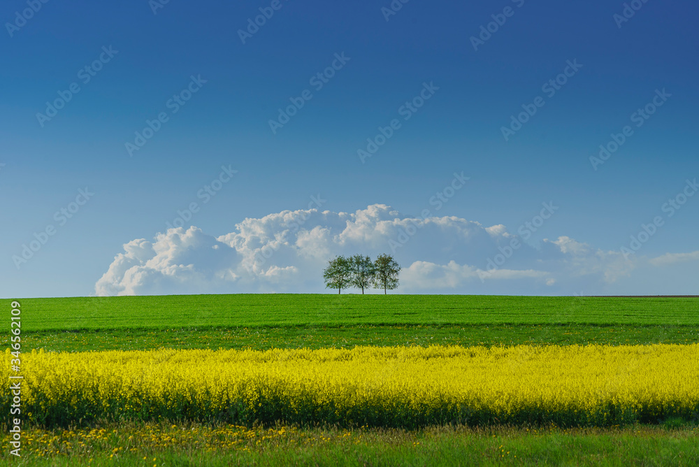 Fototapeta premium 3 arbres feuillus sur une colline côte à côte dans une campagne au printemps avec ses champs de colza et autres cultures très colorées dans une ambiance typiquement suisse