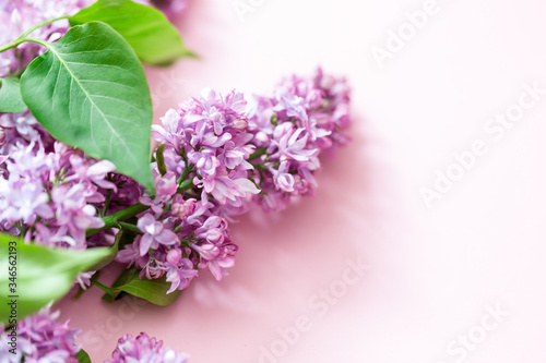 Spring flowers. Frame of twigs of blooming  lilac on a pink background. top view. place for text