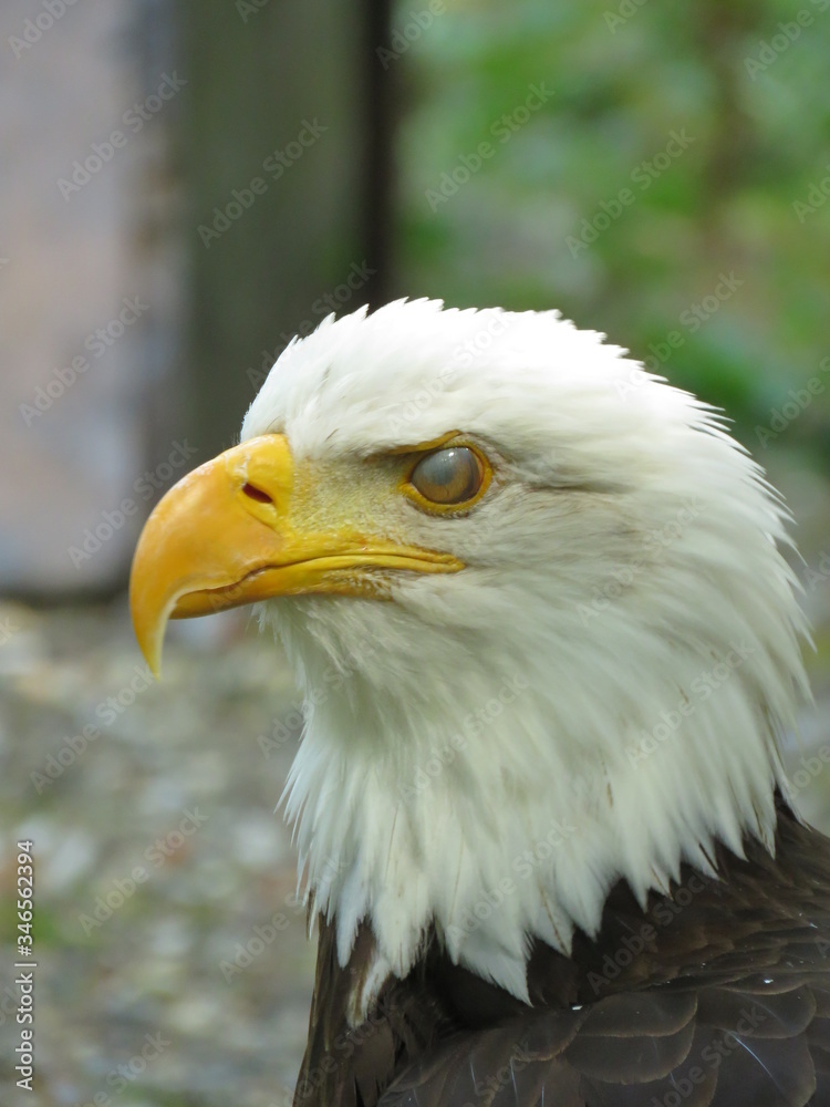 Fototapeta premium Some majestics birds of prey