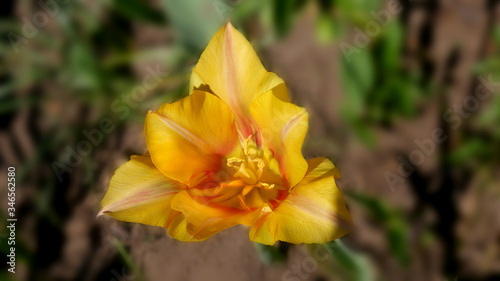 Yellow spring flower close-up. Macro photo of a tulip on a blurry green garden background. Soft focus.