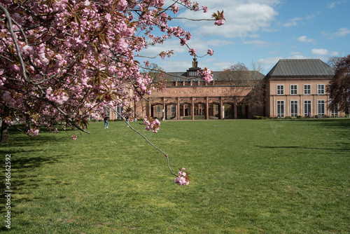 grassimuseum zur kirschblüte photo