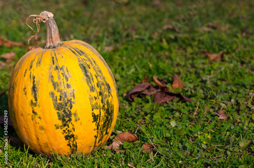 Yellow-green striped pumpkin on the green grass. Yellow autumn leaves in the background. Horizontal photo with a bright pumpkin with place for text.