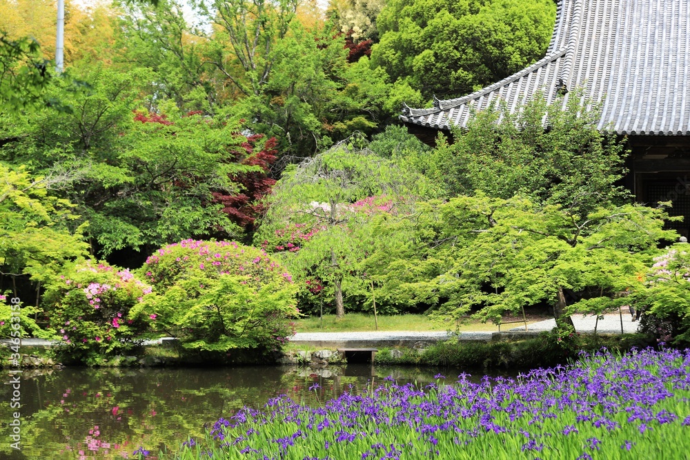 Fototapeta premium 花の寺 長岳寺