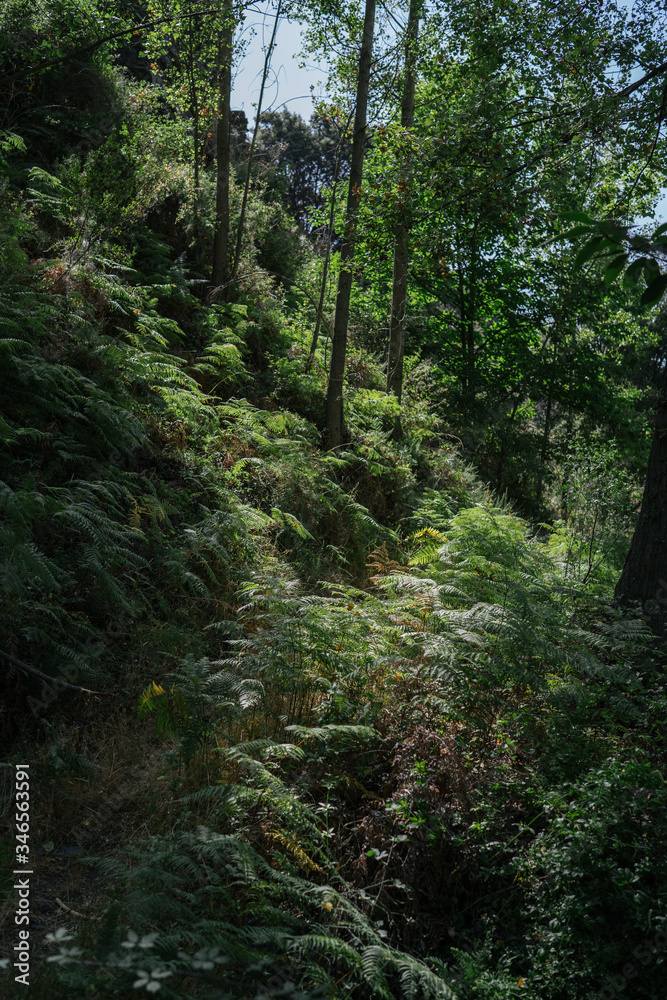 Fototapeta premium Beautiful forest at sunrise. Dark forest background.