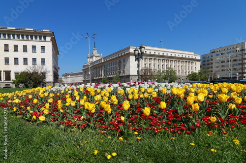 Beautiful blossomed flowers of Kniaz Alexander I Square in  downtown of city Sofia