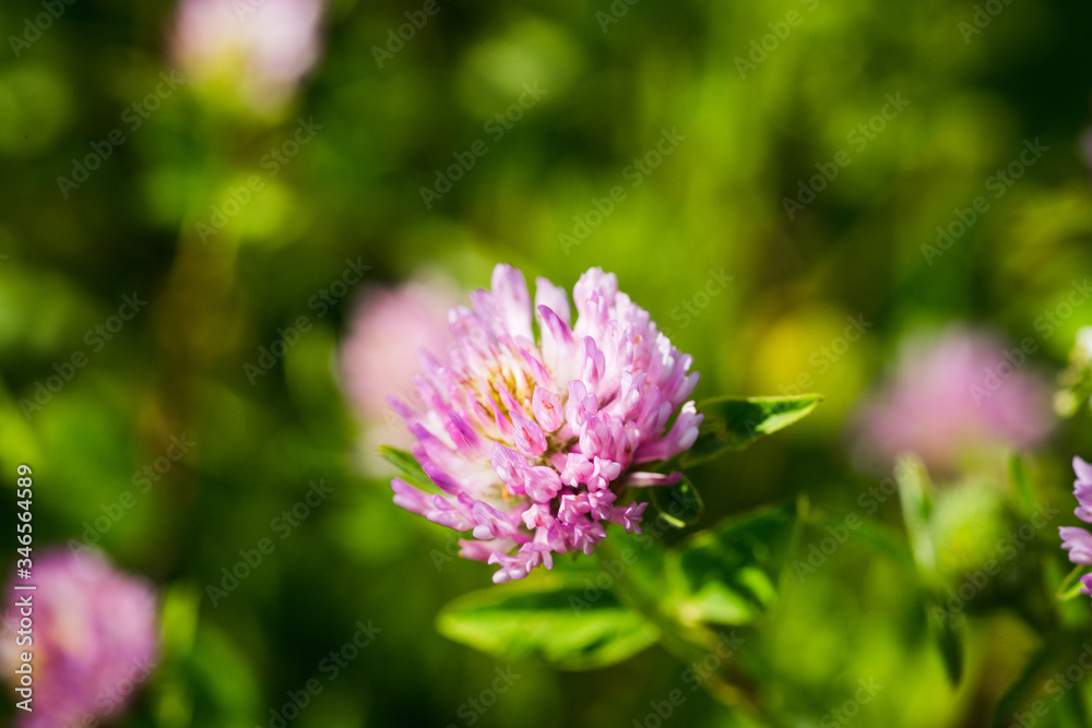 Blooming clover (Trifolium pratense) in the garden. Selective focus. Blooming clover (Trifolium pratense) in the garden. Selective focus.