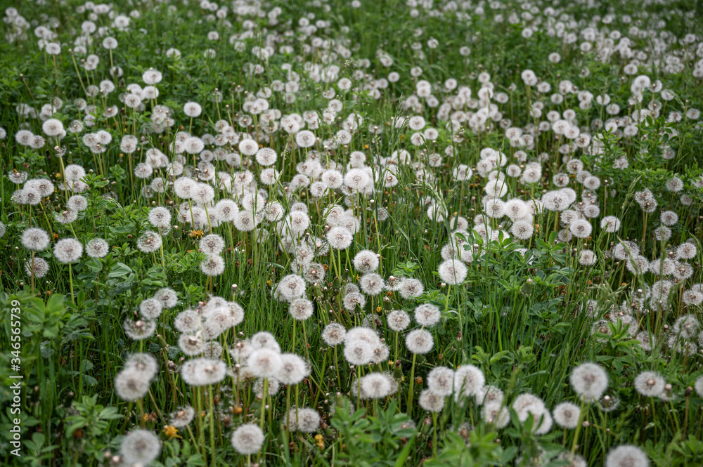 Field of dandelions