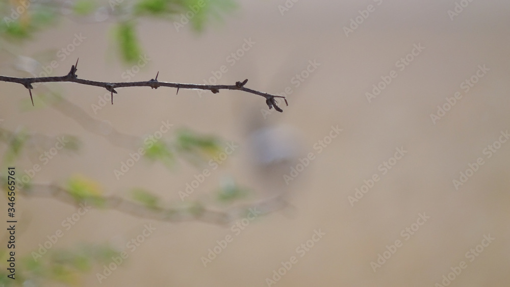 single branch and blurry background single branch and blurry background