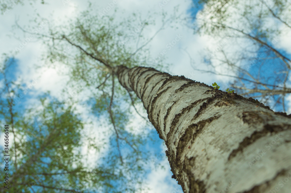 Fototapeta premium Low and wide angle view birch tree forest blue sky white fluffy clouds