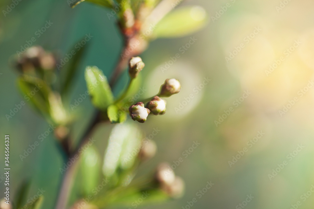 not blooming spring cherry blossoms on a young branch