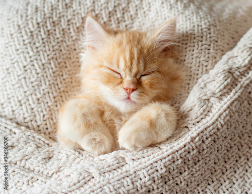 Fototapeta Naklejka Na Ścianę i Meble -  Cute little red kitten sleeps on fur white blanket