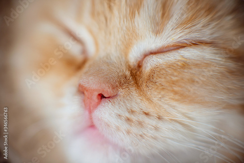 Portrait of a ginger kitten. Macro shooting. Red kitten closed his eyes