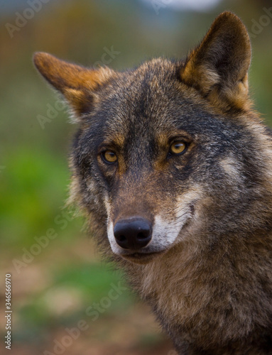 Lobo iberico  Canis lupus 