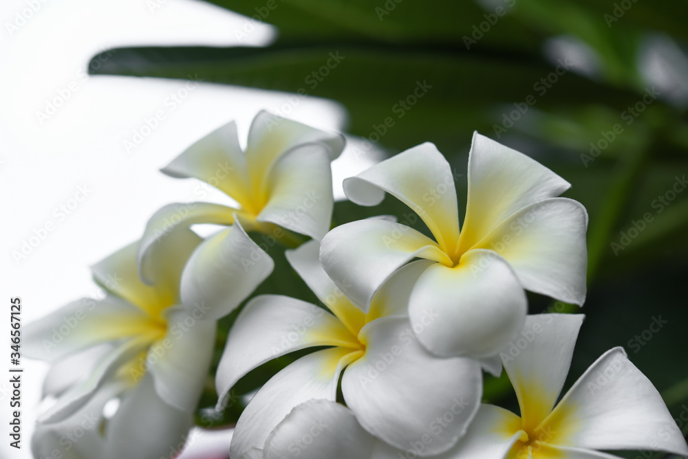 Fototapeta premium Plumeria flowers blooming in the garden.
