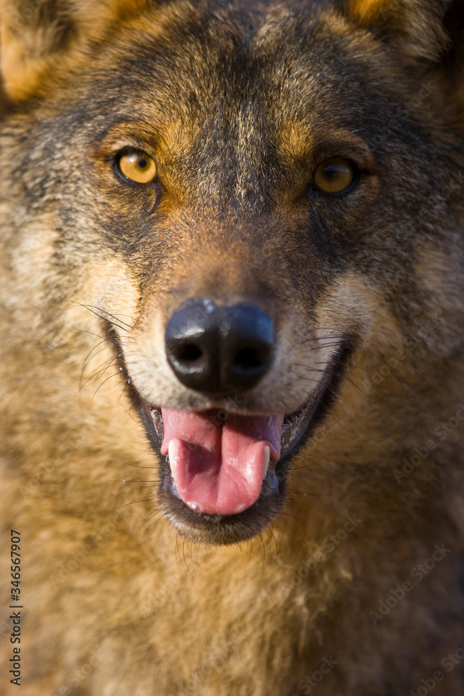 Obraz premium Lobo iberico (Canis lupus)