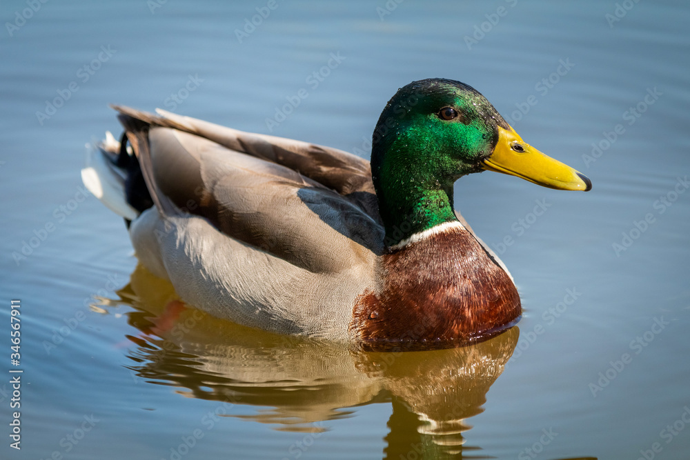 Mallard Duck (Anas platyrhynchos) relaxing in blue pond, Prague