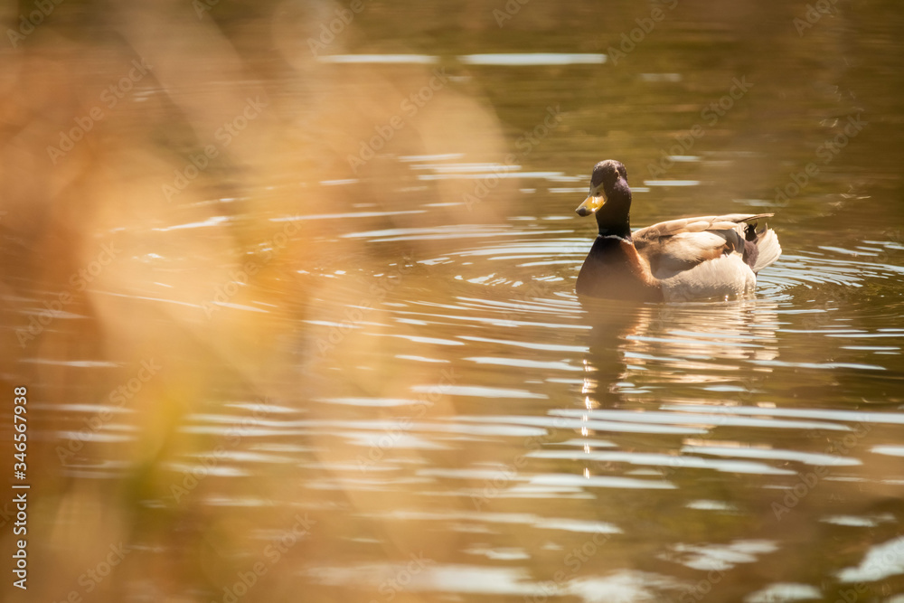 Mallard Duck (Anas platyrhynchos) relaxing in pond with blurred foreground grass, Prague