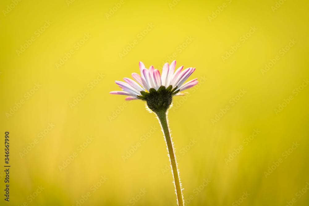Detail on Daisy flower on a beautiful green background, Typical spring flower