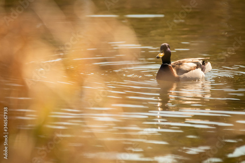 Mallard Duck (Anas platyrhynchos) relaxing in pond with blurred foreground grass, Prague