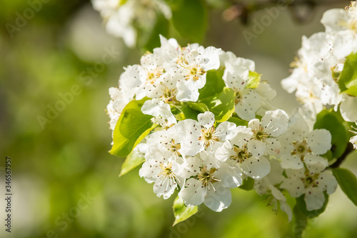 Obraz na płótnie White flower on brunch. Blooming spring tree. Cherry tree in spring time whit blue background w salonie