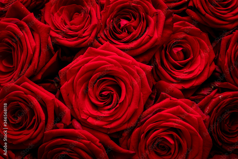 Detail view of Red roses