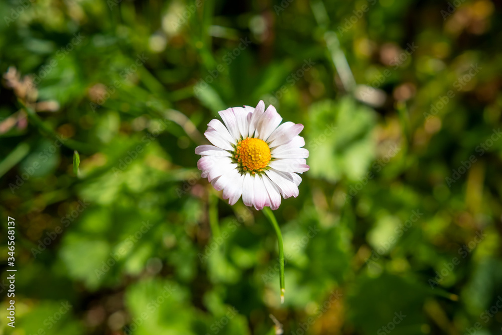 Top view of one Greenfield Daisy on background of green grass