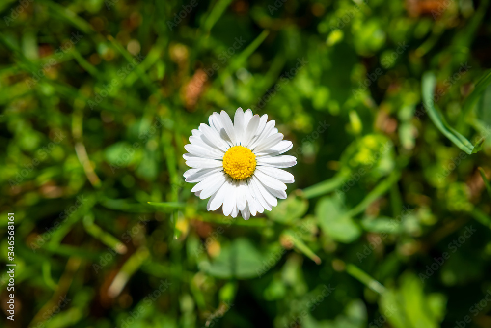 Top view of one Greenfield Daisy on background of green grass