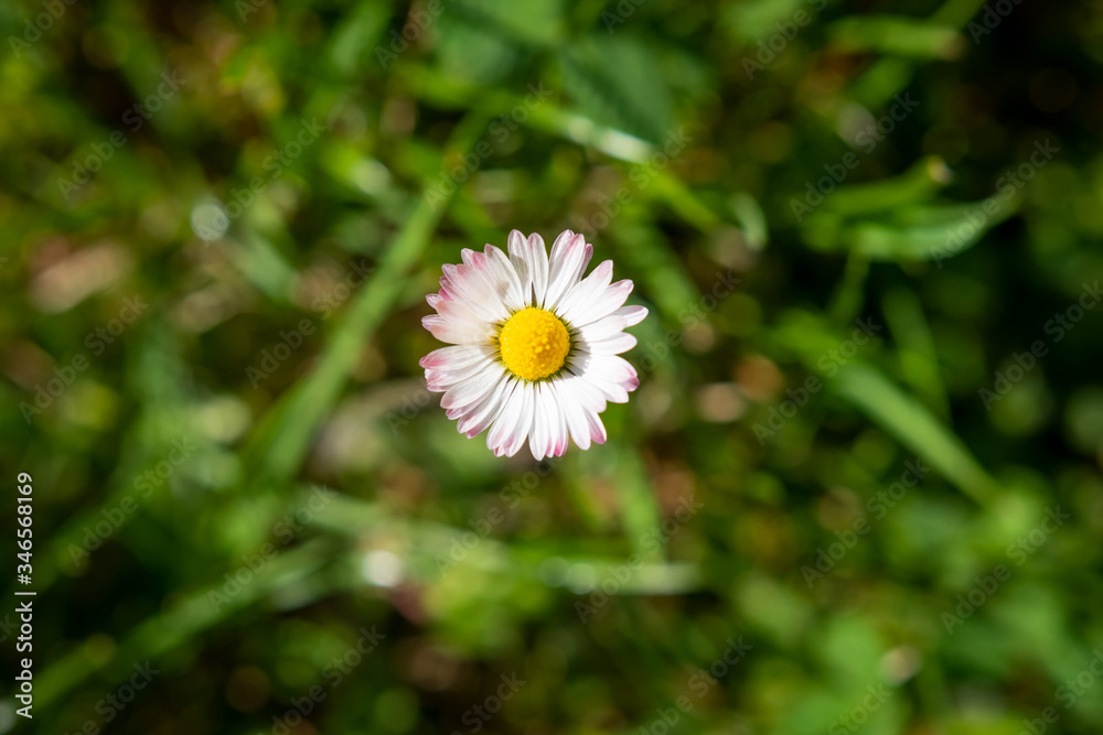 Top view of one Greenfield Daisy on background of green grass