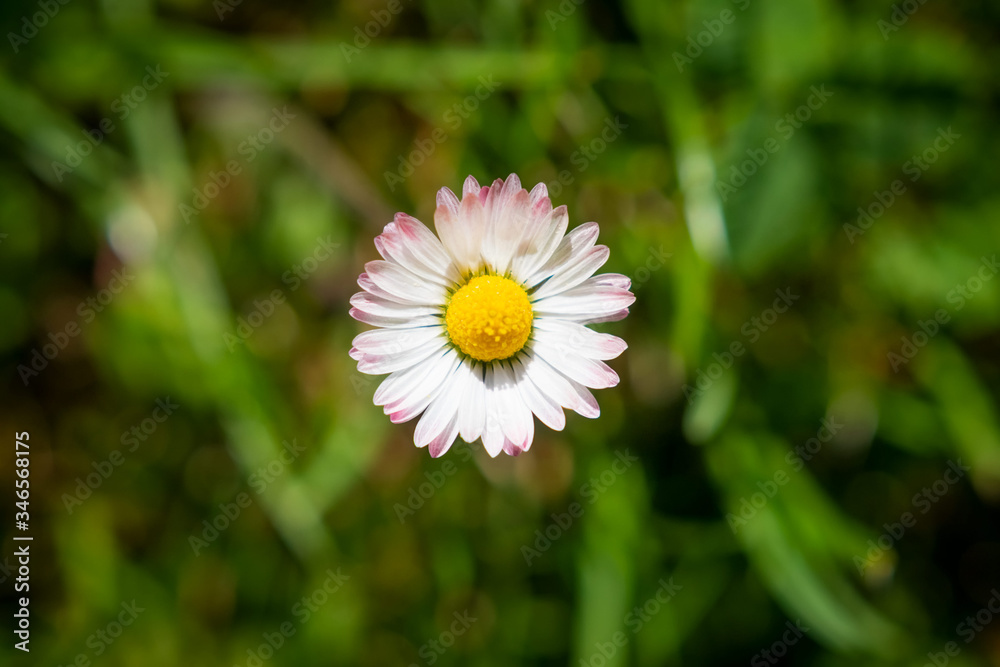 Top view of one Greenfield Daisy on background of green grass Top view of one Greenfield Daisy on background of green grass