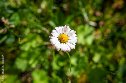 Obraz na płótnie Top view of one Greenfield Daisy on background of green grass w salonie