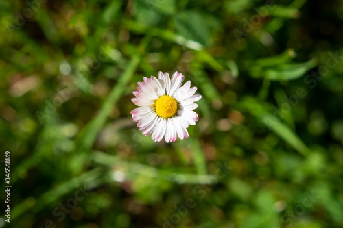 Obraz na płótnie Top view of one Greenfield Daisy on background of green grass w salonie