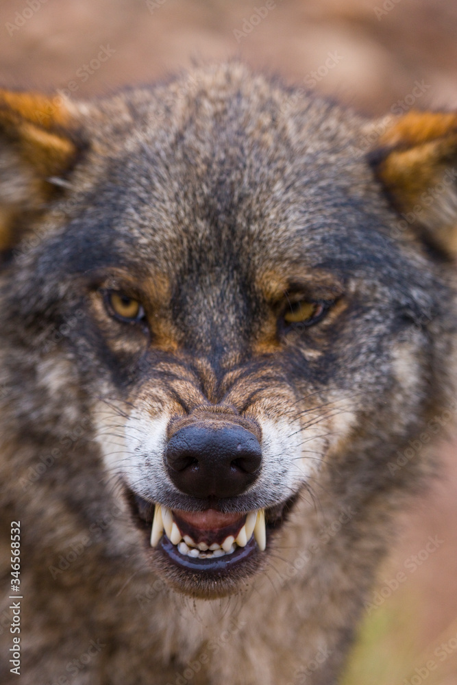 Fototapeta premium Lobo iberico (Canis lupus)