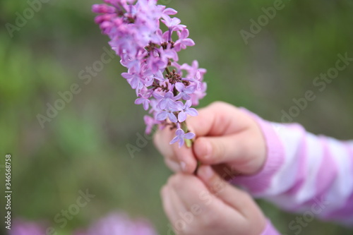 hands hold a branch of lilac