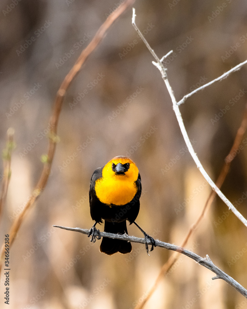 Yellow headed blackbird