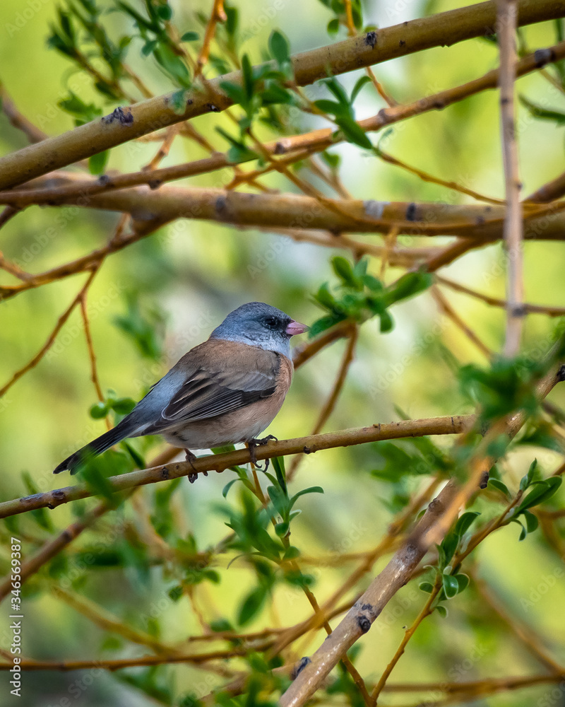 Dark-eyed Junco perched on a branch
