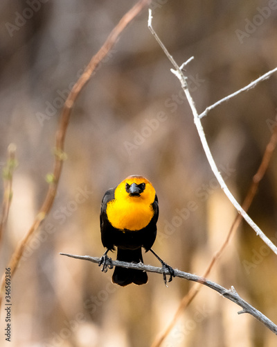 Obraz na płótnie Yellow headed blackbird w salonie