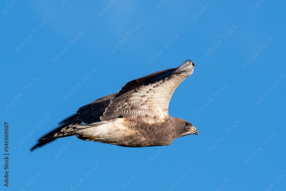 Swainson's Hawk in flight