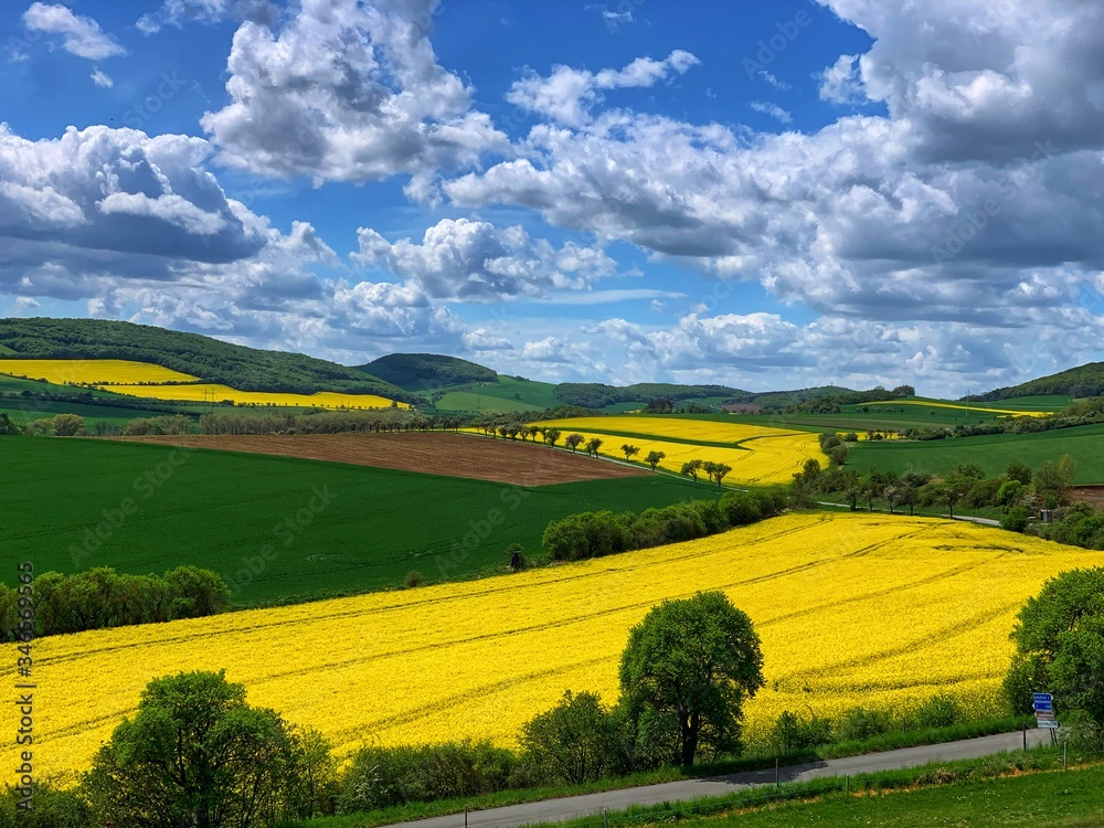 Obraz premium Oilseed rape fields in Czech Republic