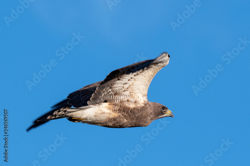 Obraz na płótnie Swainson's Hawk in flight w salonie