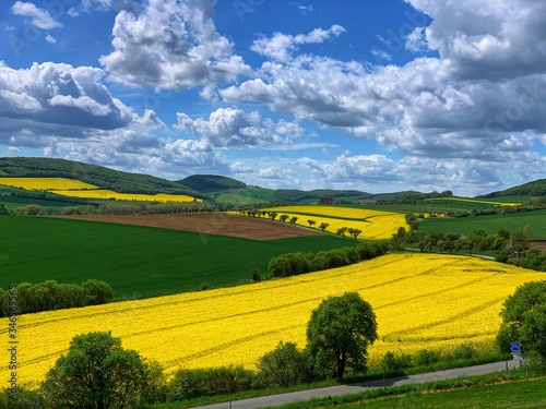 Oilseed rape fields in Czech Republic